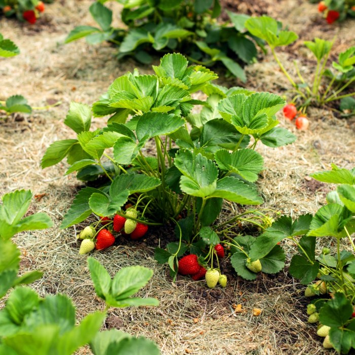 Do strawberry plants like a lot of water