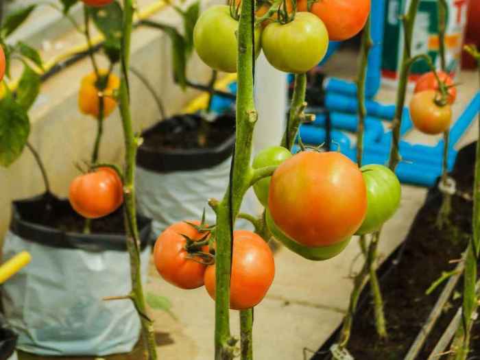 Do tomato plants like water