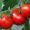 How Much Water Should You Give Tomato Plants?