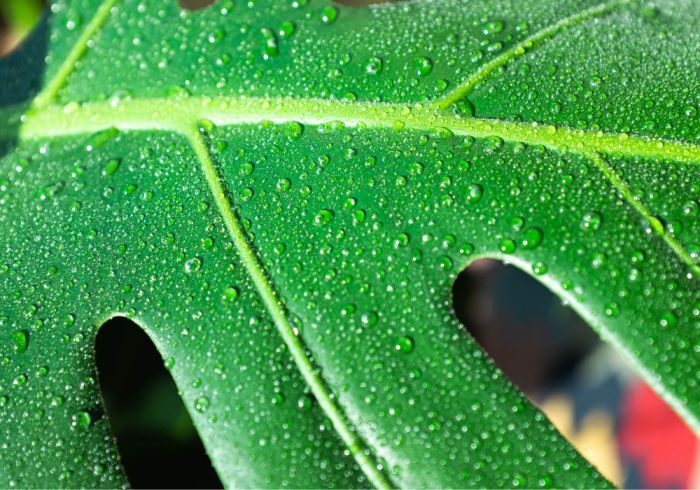 How often should i water my monstera plant