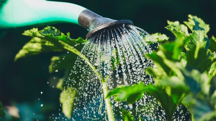 How often should you water a mum plant