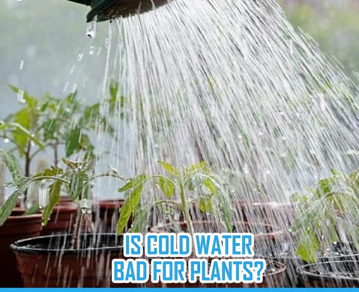 Can you water plants with cold water