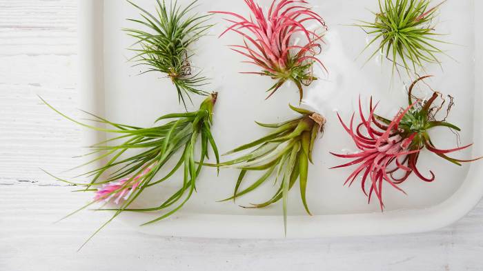 Do you have to water air plants