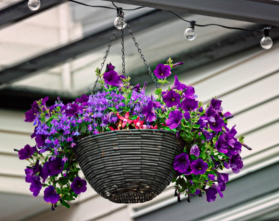 How often do you water hanging plants