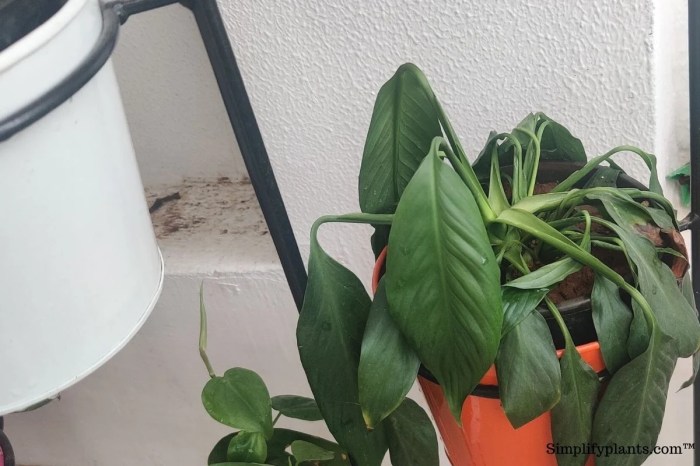 Can plants survive 2 weeks without water