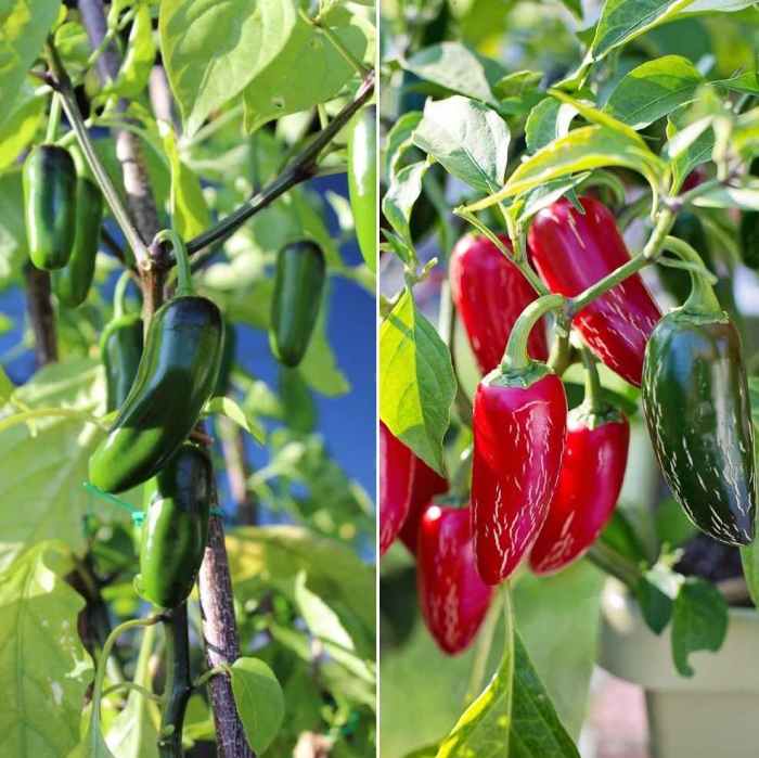 How much water for jalapeno plant