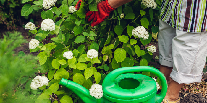 How often should you water newly planted hydrangeas