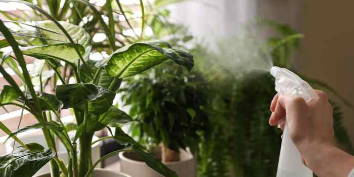 Should you water plants in winter