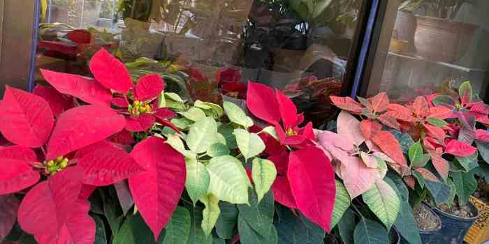 How often do i water my poinsettia plant