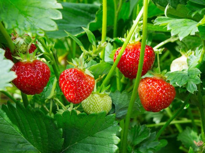 Do strawberry plants like a lot of water