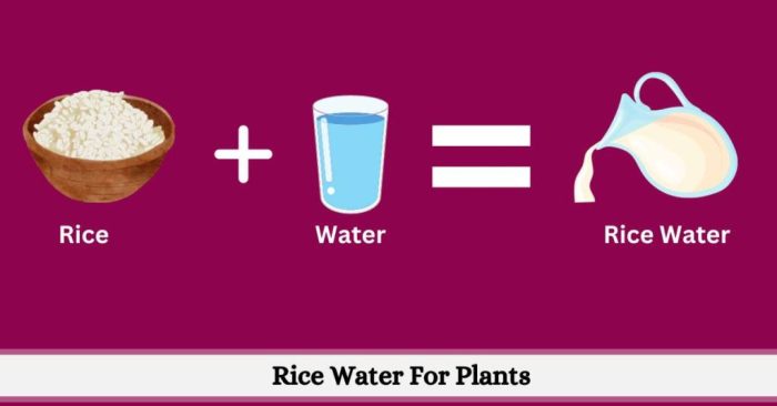 Is rice water good for curry leaf plant