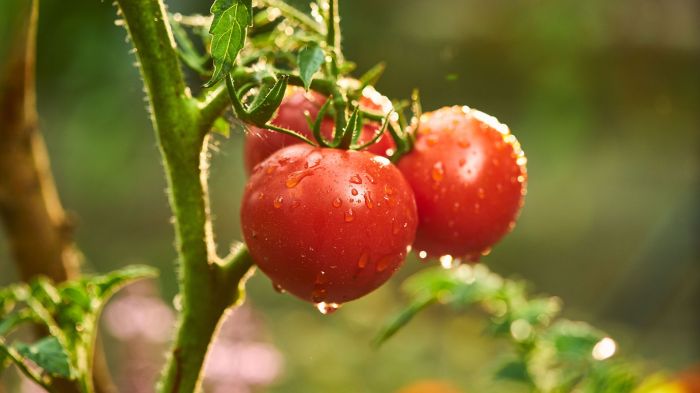 How much water to give tomato plants