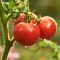 Do Tomato Plants Like Water?