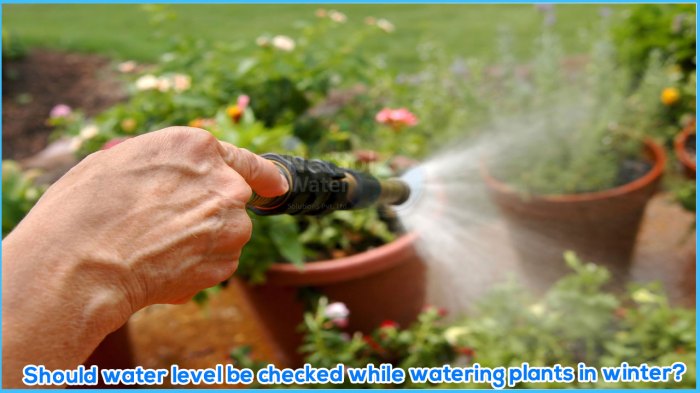 Should you water plants in winter