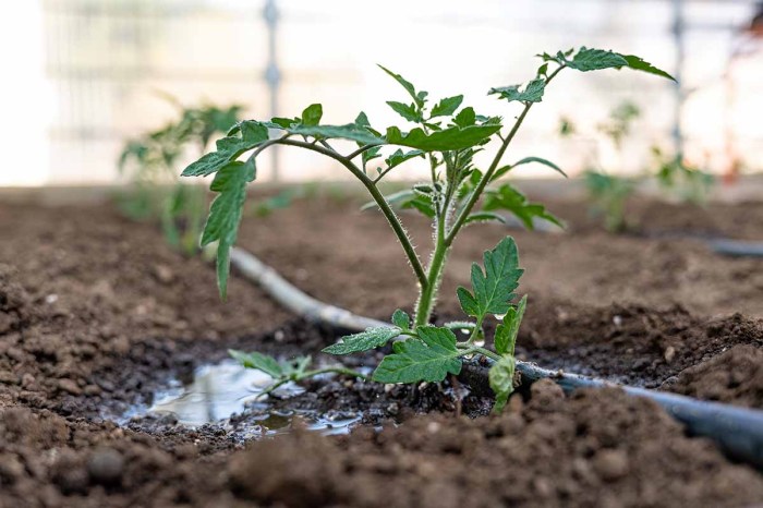 When do you water tomato plants