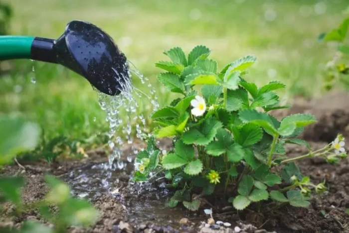 How much water does strawberry plants need