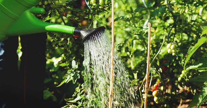 When is a good time to water plants