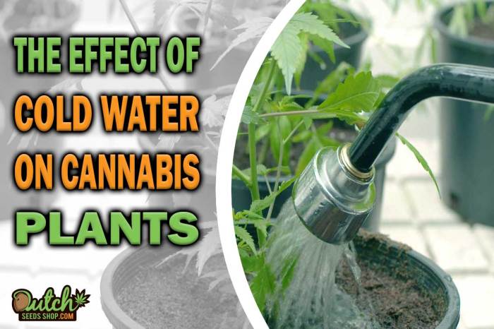 Do plants like cold water