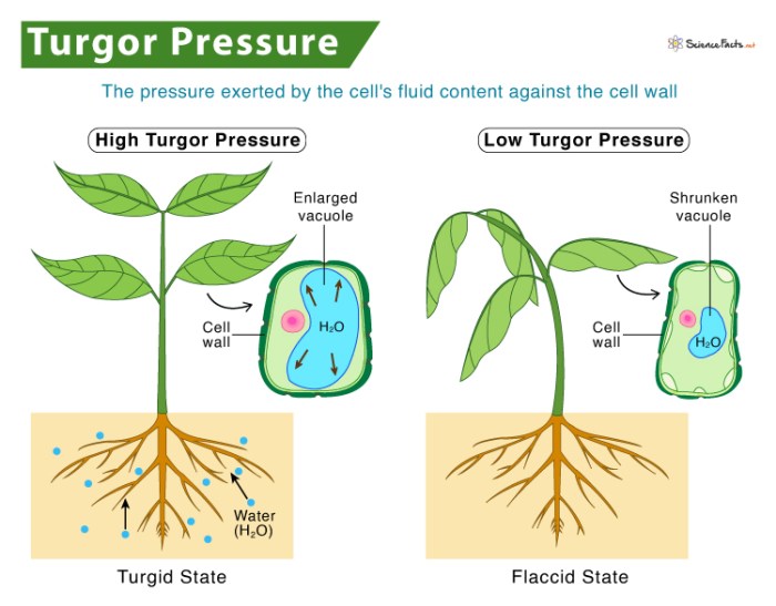 How does water affect plants