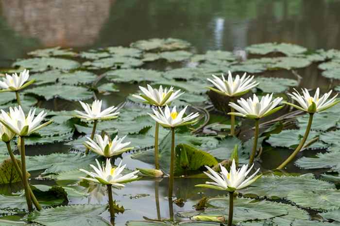 What plants soak up a lot of water