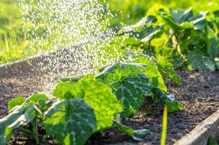 How often do i water pumpkin plants