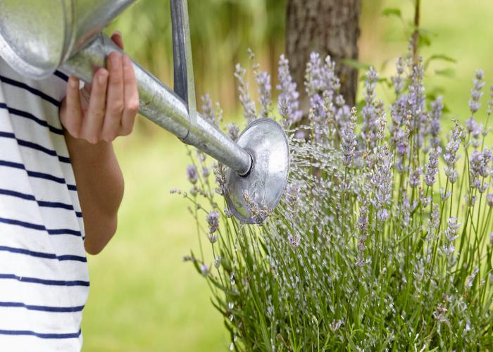 How often should i water lavender plants