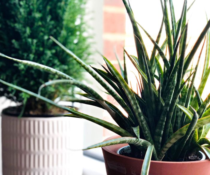 How often to water a aloe plant