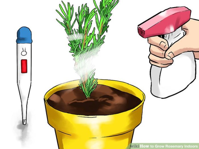 How often to water rosemary plant indoors