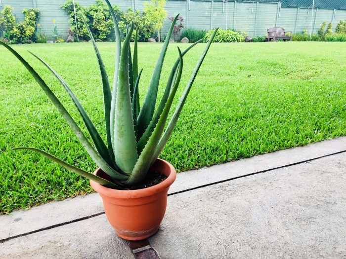 How often to water a aloe plant