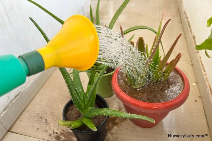 How often to water a aloe plant