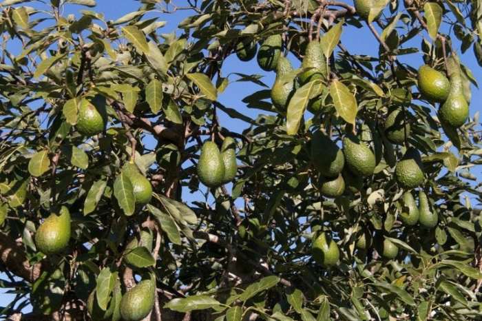 How often should you water an avocado plant