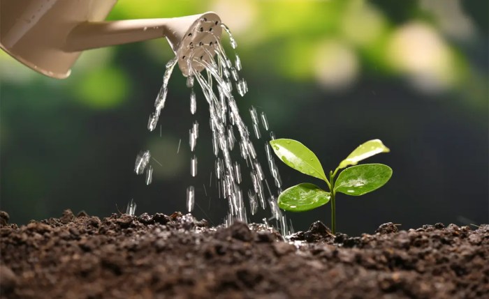 How often should you water seeds after planting