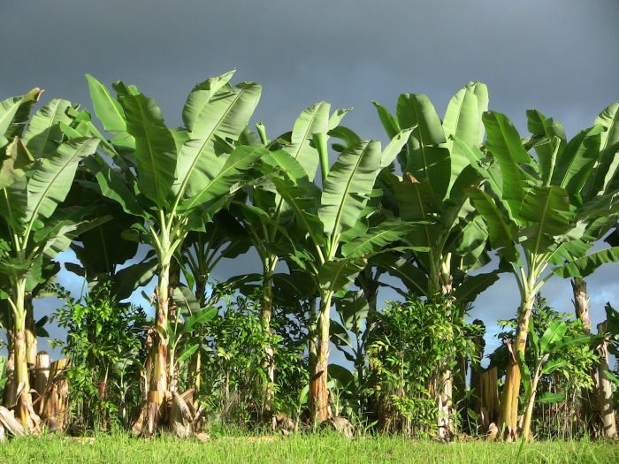 How often should you water a banana plant