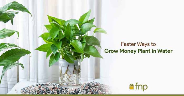 Money plant water grow care