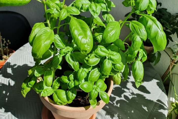 How often to water basil plants