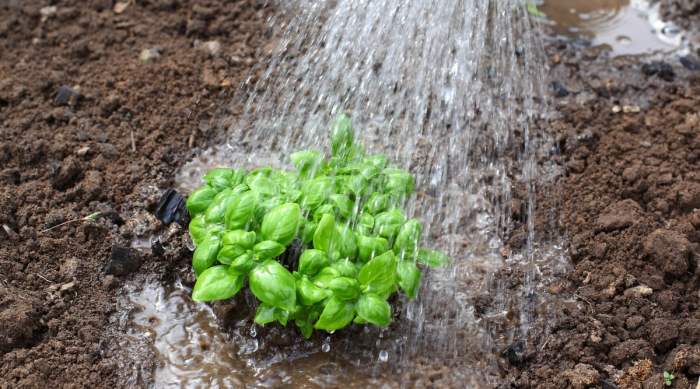 How often to water basil plants