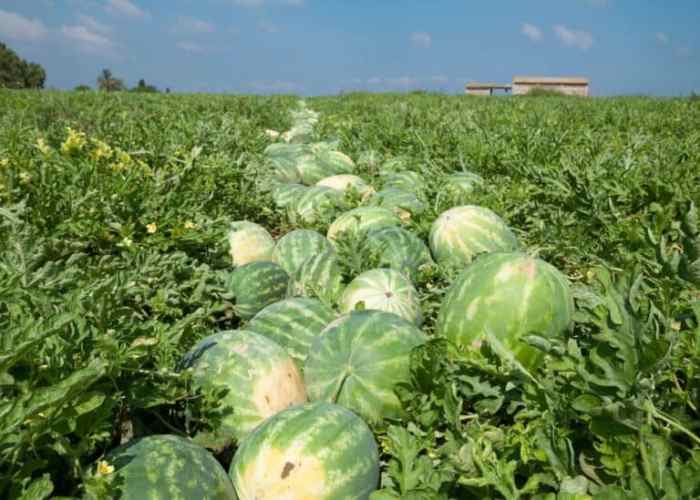 How often do you water a watermelon plant