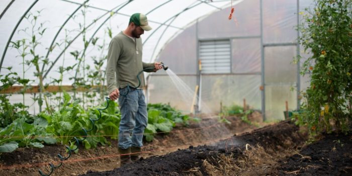 When is a good time to water plants