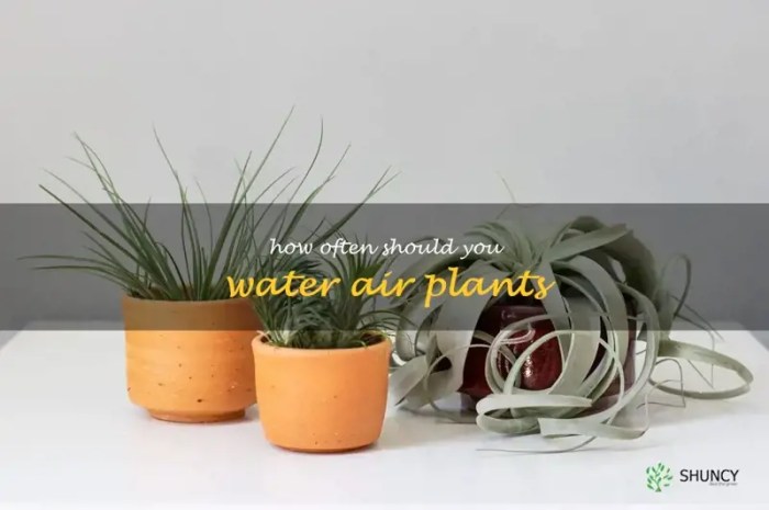 How long to soak air plants in water