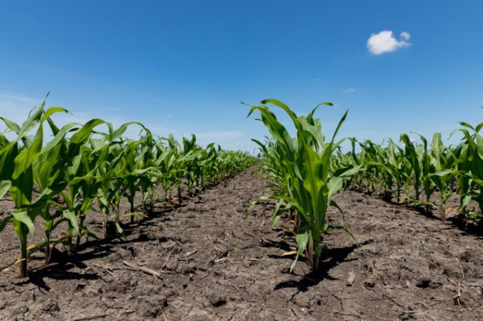 How much water do corn plants need