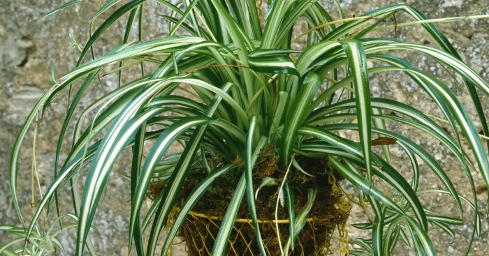 How often do i water my spider plant