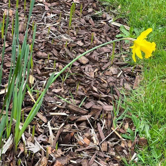 Planting daffodils bulbs daffodil grow guide techniques