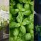 How Often Should I Water Basil Plants?