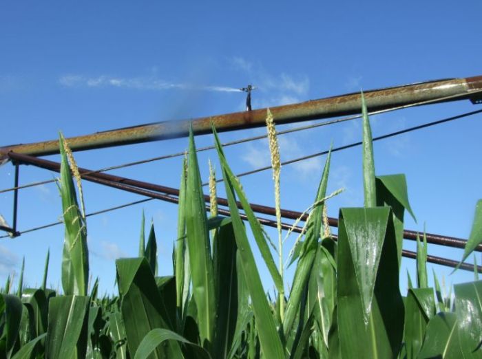 How much to water corn plant