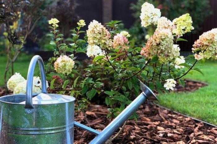 How often should you water newly planted hydrangeas