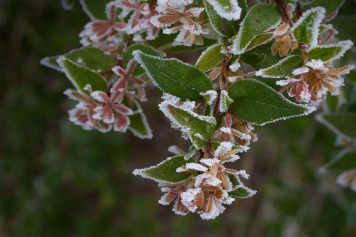 Do plants need water in winter