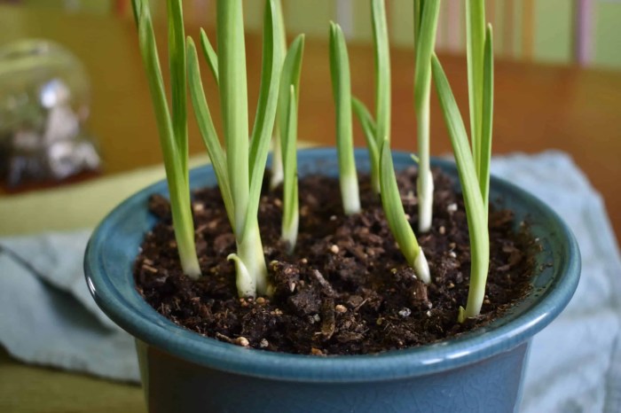 Should i water garlic after planting