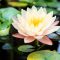 How Often Do You Water a Lily Plant?