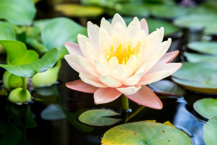 How often do you water a lily plant