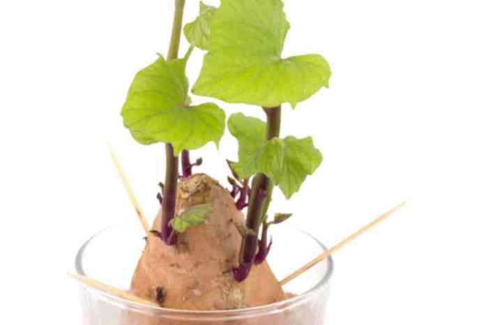 Is sweet potato water good for plants